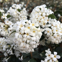 Osmanthe à feuilles de houx Osmanthus delavayi 'Perfume of Nature' incl. Elho Greenville noir