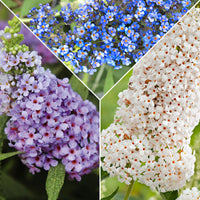 3x Arbre à papillons Buddleja 'Lilac Turtle' + 'White Swan' + 'Blue Sarah' bleu-violet-blanc