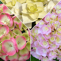 3x Hortensia paysan Hydrangea 3x Hortensia Hydrangea - Mélange 'Doppio Pleasure' rose-violet-blanc Rose-Violet-Blanc