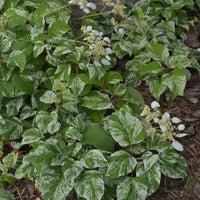 Hortensia grimpant du Japon Schizophragma 'Burst of Light' blanc