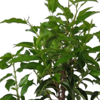 Laurier-cerise Prunus 'Novita' - Racines nues