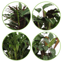 4x Calathea - Mélange Plantes purificatrices d'air avec pot décoratif