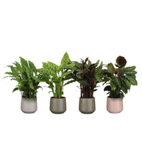4x Calathea, Ctenanthe - Mélange Plantes purificatrices d'air avec pot décoratif