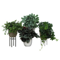 4x Plantes vertes d'intérieur - Mélange 'Eden Collection' incl. cache-pots et étagères pour plantes