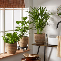 3x Plante d'intérieur purificatrice d'air - Mélange incl. cache-pots + plateau