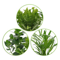 3x Plante d'intérieur purificatrice d'air - Mélange incl. cache-pots + plateau