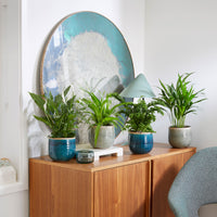 4x Plante d'intérieur purificatrice d'air - Mélange incl. cache-pots verts et bleus