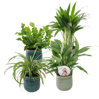 4x Plante d'intérieur purificatrice d'air - Mélange incl. cache-pots verts et bleus
