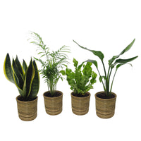 4x Plantes d'intérieur faciles - Mélange incl. cache-pots