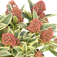 Rose du Japon japonica 'Mystic Marlot' blanc-rouge incl. cache-pot