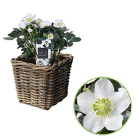 Rose de Noël Helleborus 'Christmas Carol' blanc incl. panier