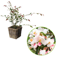 Camellia 'Cupido' blanc incl. panier