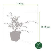 Camellia 'Cupido' blanc incl. panier
