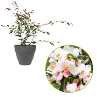 Camellia 'Cupido' blanc incl. cache-pot