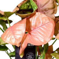 Syngonium 'Red Heart'