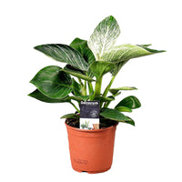 Philodendron 'Frosty'