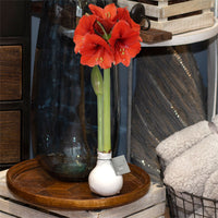 Wax Amaryllis Hippeastrum 'Kolibri' blanc