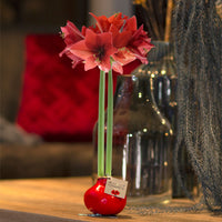 Wax Amaryllis Hippeastrum 'Kolibri' rouge