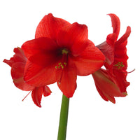 Wax Amaryllis Hippeastrum 'Velvet Touch' bordeaux