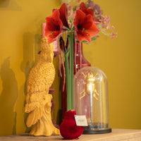 Wax Amaryllis Hippeastrum 'Velvet Touch' bordeaux