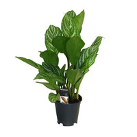 Aglaonéma Aglaonema 'Stripes'