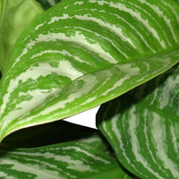 Aglaonéma Aglaonema 'Stripes'
