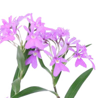 Orchidée Epidendrum 'Panama' Violet avec pot décoratif