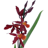 Orchidée Burrageara 'Chayenne' Rouge