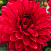 3x Dahlia 'Garden Wonder' rouge