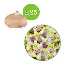 25x Glaïeul Gladiolus 'Oracle' violet-jaune-blanc