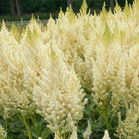 3x Astilbe Astilbe 'Weidse Gloria' blanc - Plants à racines nues