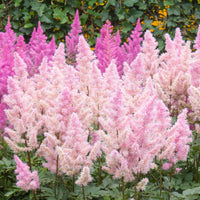 3x Astilbe Astilbe 'Ice Cream' rose-blanc - Plants à racines nues