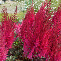 3x Astilbe Astilbe 'Mighty Chocolate Cherry' rouge-rose - Plants à racines nues