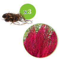 3x Astilbe Astilbe 'Mighty Chocolate Cherry' rouge-rose - Plants à racines nues