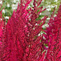 3x Astilbe Astilbe 'Mighty Chocolate Cherry' rouge-rose - Plants à racines nues