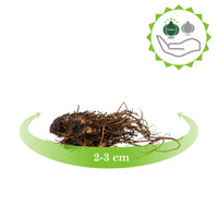 3x Astilbe Astilbe 'Mighty Chocolate Cherry' rouge-rose - Plants à racines nues