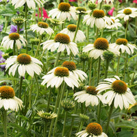 2x Échinacée Echinacea 'Alaska' blanc - Plants à racines nues