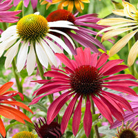 2x Échinacée Echinacea + 1x Rudbeckia - Mélange 'Flower Power' violet-blanc-jaune - Plants à racines nues
