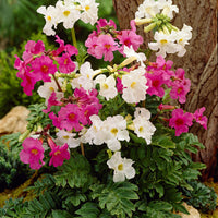 Incarvillea Incarvillea delavayi - Mélange blanc-rose - Plants à racines nues