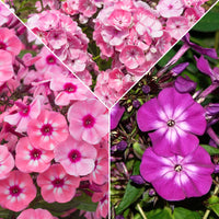 3x Phlox Phlox - Mélange rose-violet-blanc - Plants à racines nues