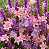 35x Bulbes de fleurs - Mélange 'Fragrant Pollinator Paradise' violet-rose-bleu