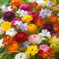40x Bulbes de fleurs - Mélange 'Colorful Combination' Mélange de couleurs