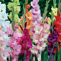 50x Glaïeul Gladiolus - Mélange 'Garden'