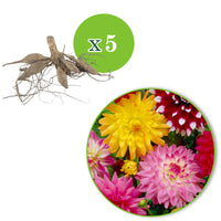 5x Dahlia decoratieve - Mélange Biologique