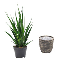 Langue de belle-mère Sansevieria 'Friends' incl. cache-pot