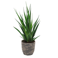 Langue de belle-mère Sansevieria 'Friends' incl. cache-pot