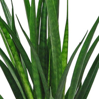 Langue de belle-mère Sansevieria 'Friends' incl. cache-pot