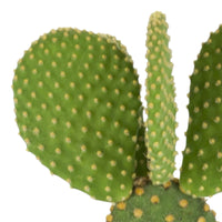 Cactus raquettes Opuntia microdays vert-jaune incl. cache-pot