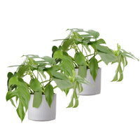 2x Plante à trous Monstera minima incl. cache-pots blancs