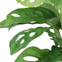 Plante à trous Monstera 'Monkey Leaf' incl. cache-pot blanc